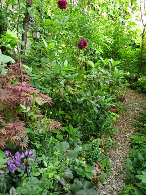  - Grădina 2024 continuare 2