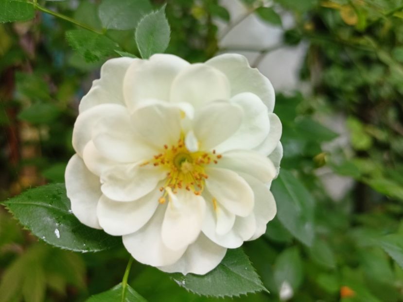  - Grădina 2024 continuare 2