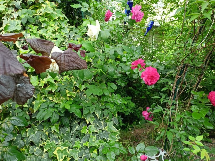  - Grădina 2024 continuare 2