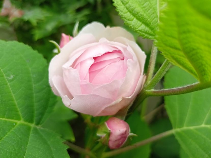  - Grădina 2024 continuare 2