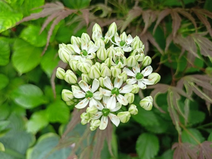  - Grădina 2024 continuare 2