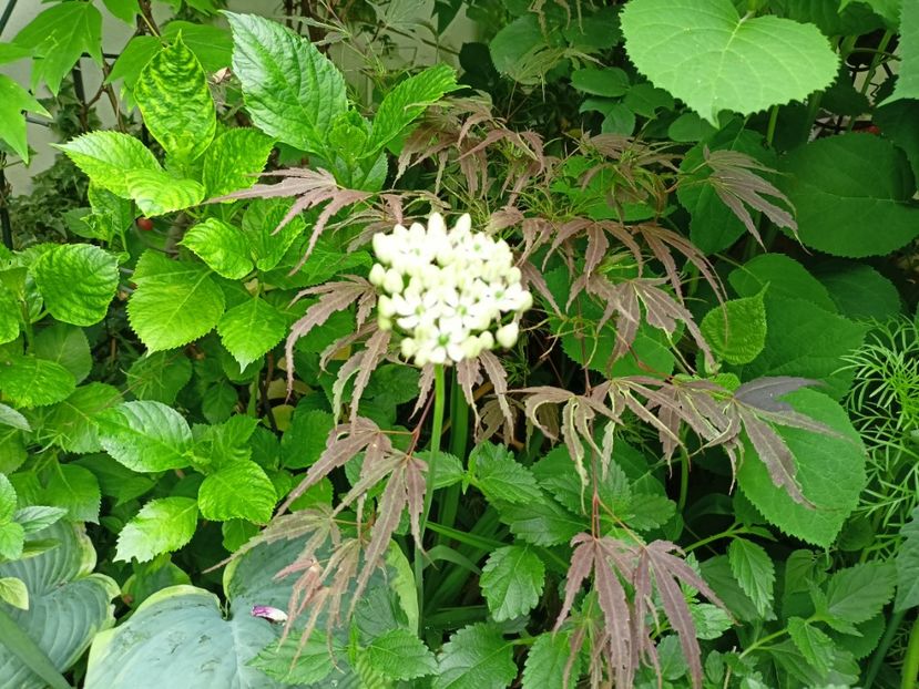  - Grădina 2024 continuare 2