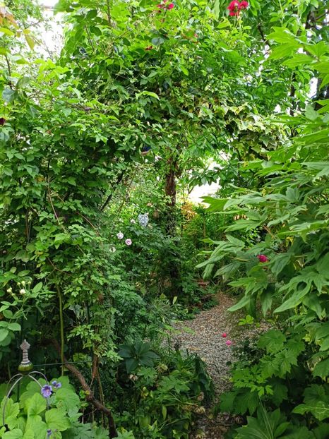  - Grădina 2024 continuare 2