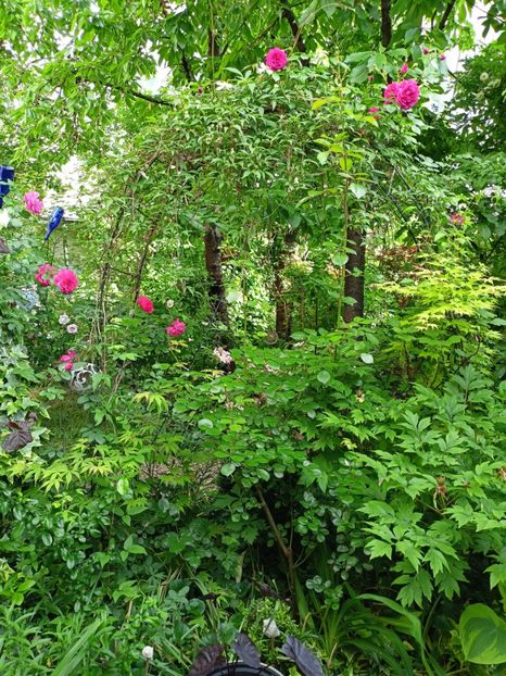  - Grădina 2024 continuare 2