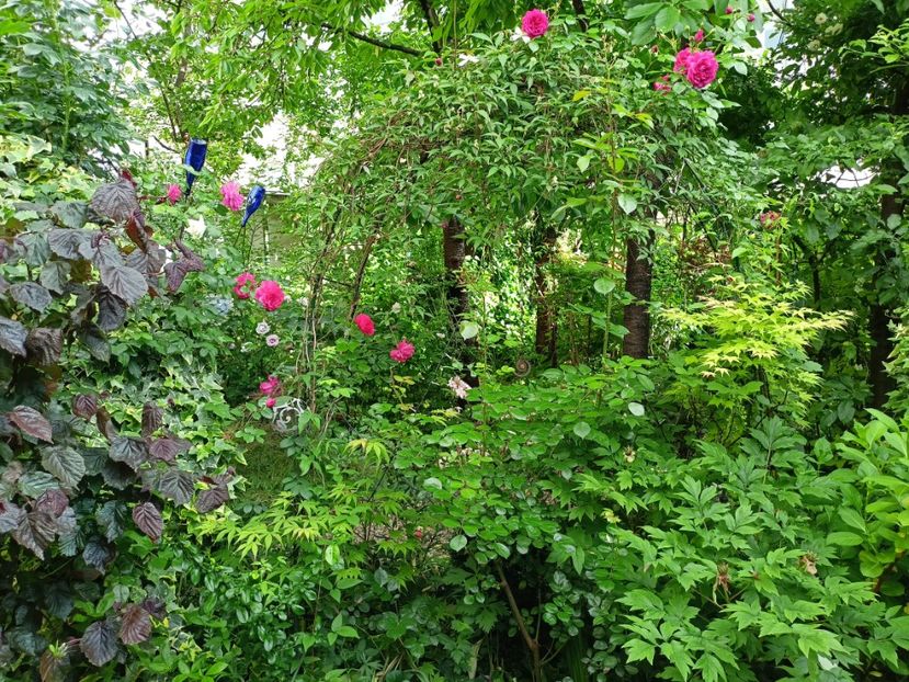  - Grădina 2024 continuare 2