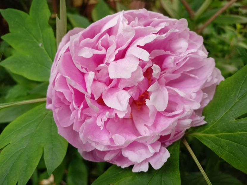 Sarah Bernhardt - Grădina 2024 continuare 2