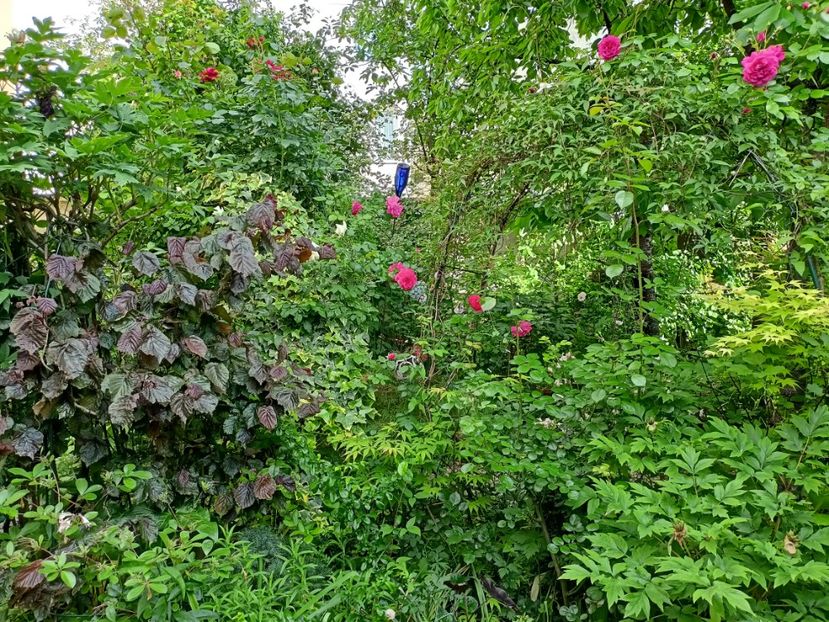  - Grădina 2024 continuare 2