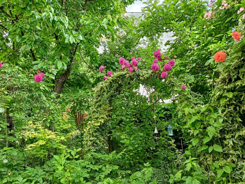  - Grădina 2024 continuare 2