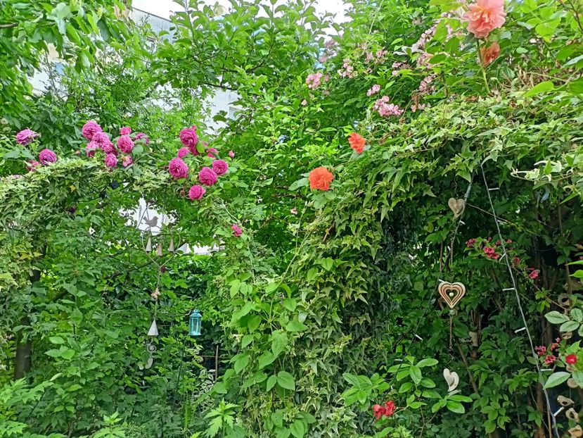  - Grădina 2024 continuare 2