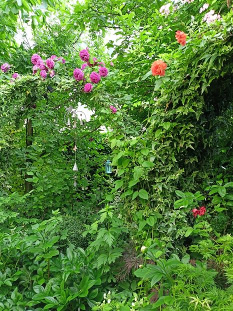  - Grădina 2024 continuare 2