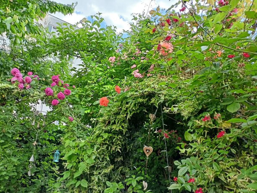  - Grădina 2024 continuare 2