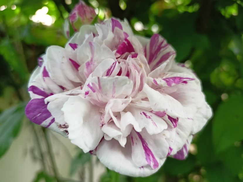 Variegata di Bologna - Grădina 2024 continuare 2