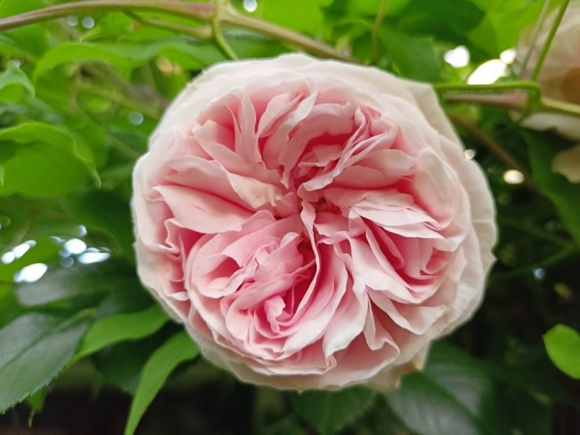 Giardina - Grădina 2024 continuare 2