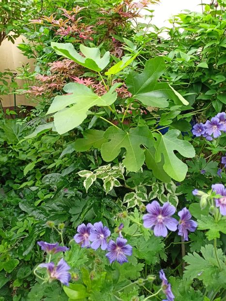 Geranium magnificum Rosemoor - Grădina 2024 continuare 2