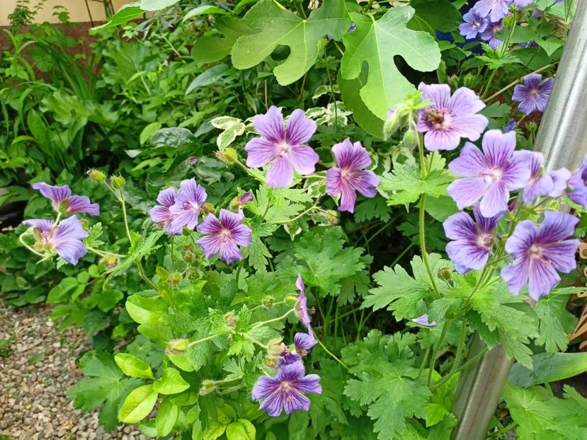  - Grădina 2024 continuare 2