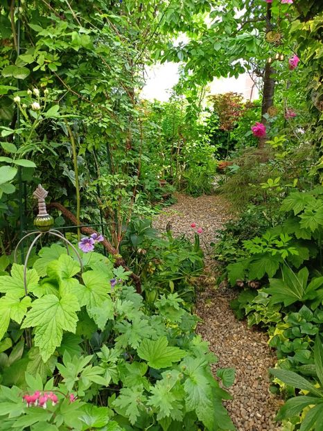  - Grădina 2024 continuare 2