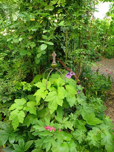  - Grădina 2024 continuare 2