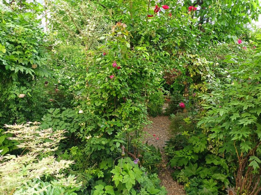  - Grădina 2024 continuare 2