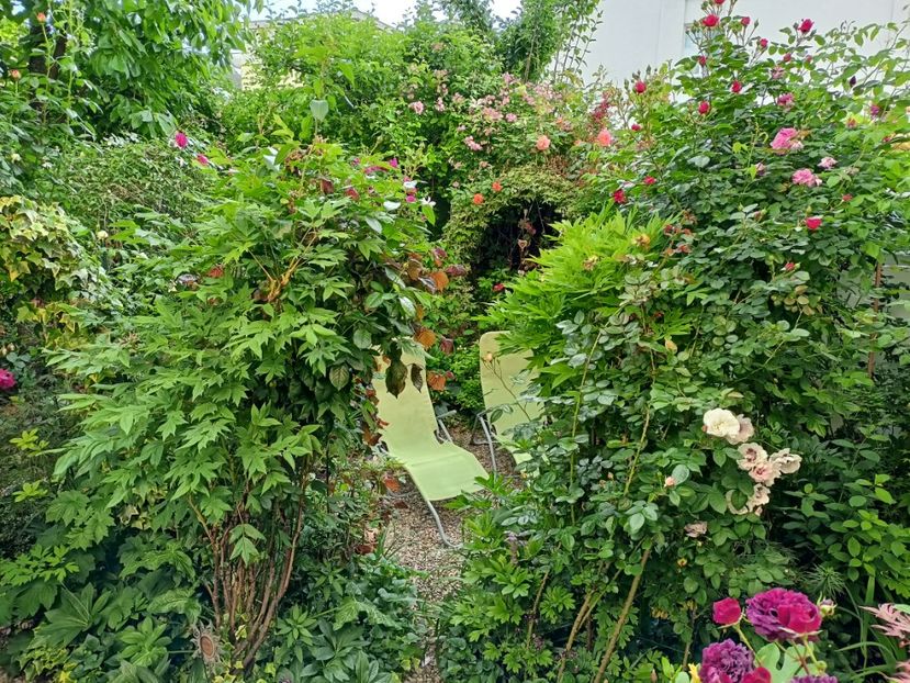  - Grădina 2024 continuare 2