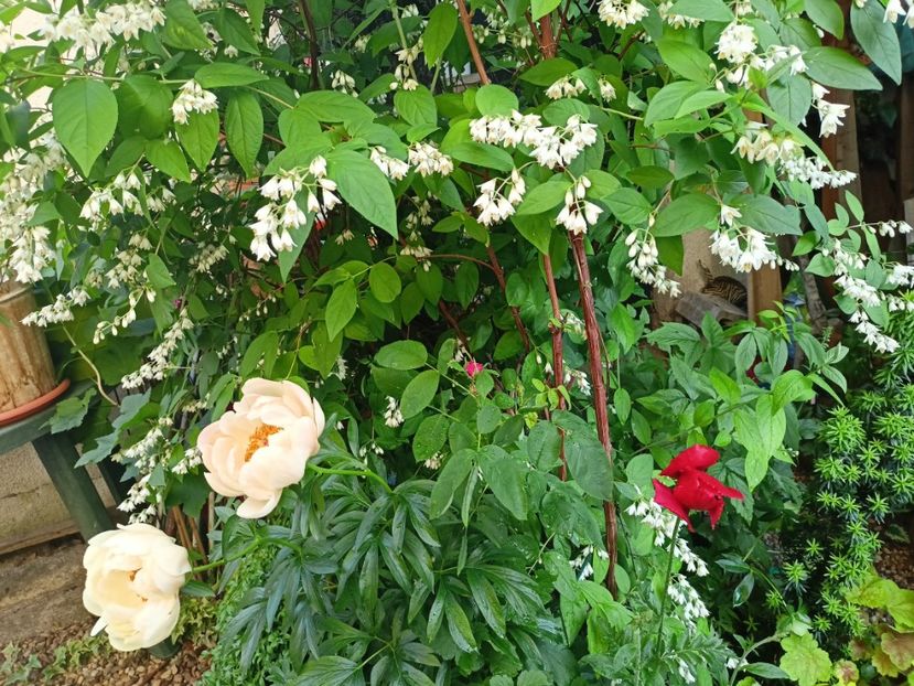 Coral Charm, deutzia și mac roșu - Grădina 2024 continuare 2