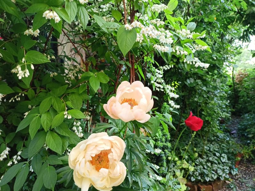  - Grădina 2024 continuare 2