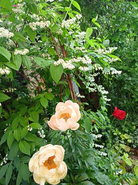  - Grădina 2024 continuare 2