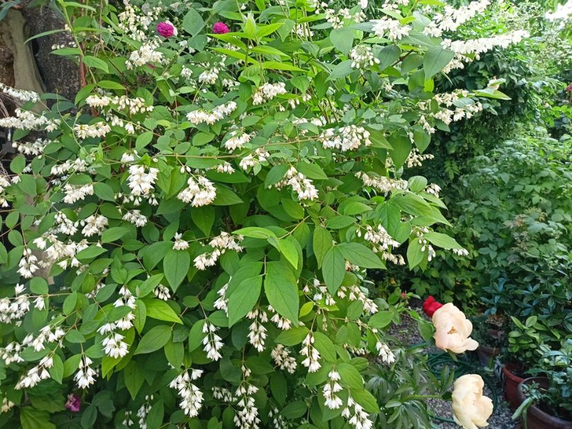  - Grădina 2024 continuare 2