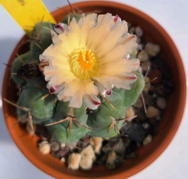 Thelocactus hexaedrophorus - floare - Descriere plante