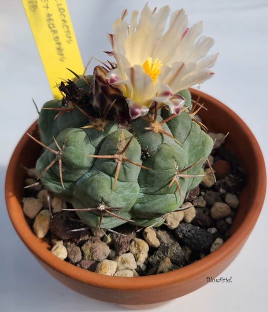 Thelocactus hexaedrophorus - 2024
