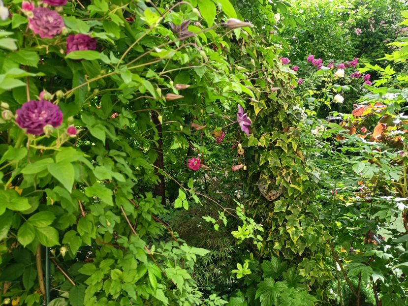 14.05.2024 - Grădina 2024 continuare 2