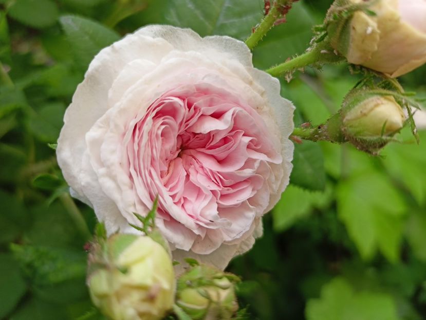 Felicite Parmentier - Grădina 2024 continuare 2