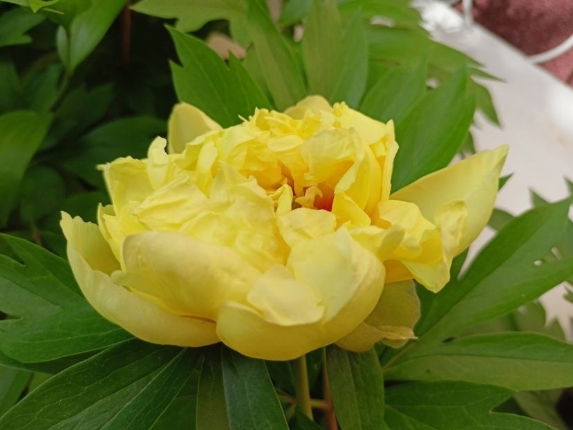 Bartzella, itoh - Grădina 2024 continuare 2