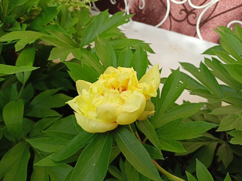  - Grădina 2024 continuare 2