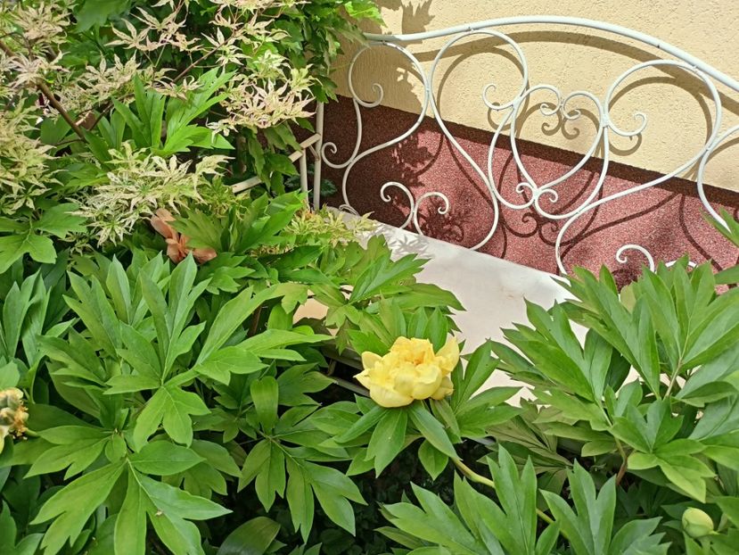  - Grădina 2024 continuare 2