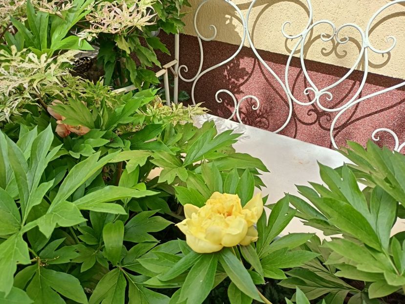  - Grădina 2024 continuare 2