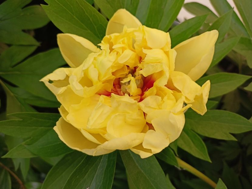  - Grădina 2024 continuare 2