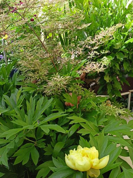  - Grădina 2024 continuare 2