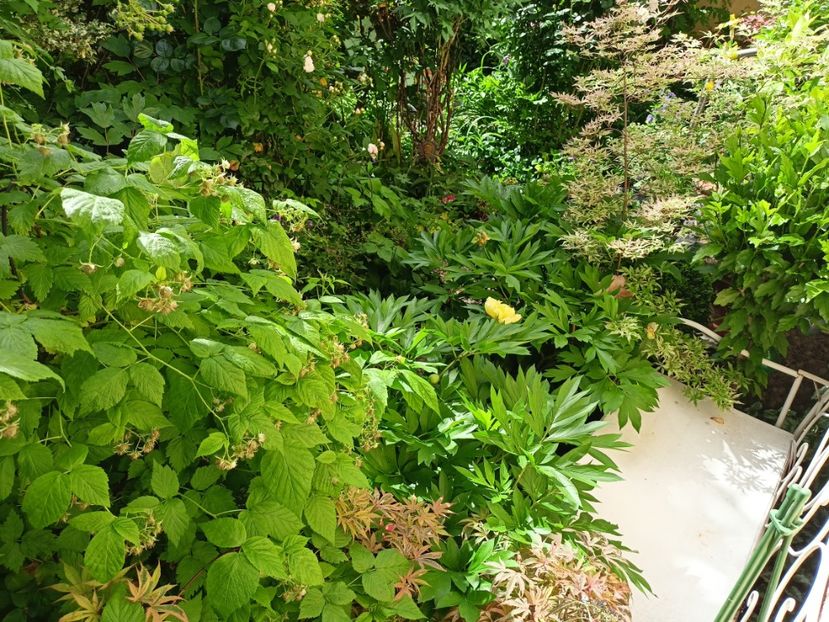  - Grădina 2024 continuare 2