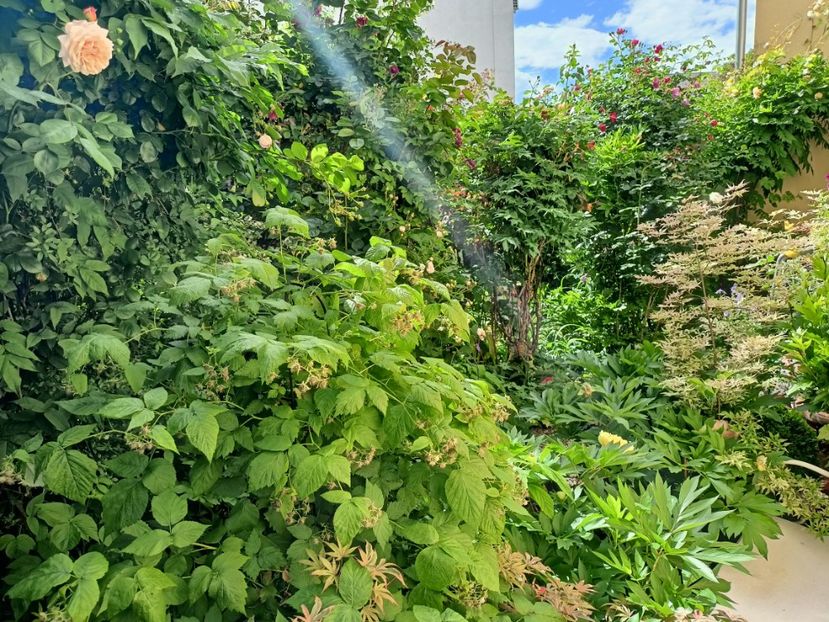  - Grădina 2024 continuare 2