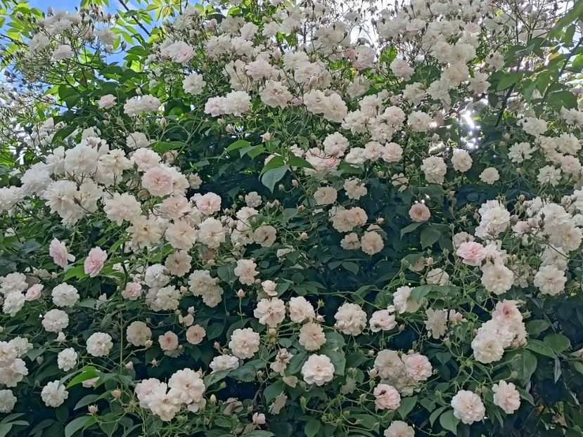 Paul's Himalayan Musk - Grădina 2024 continuare 2