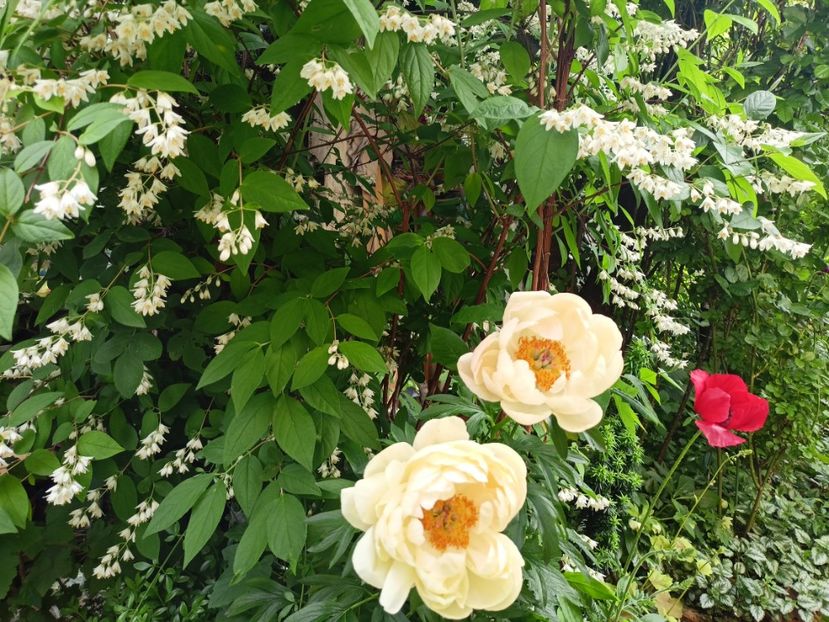  - Grădina 2024 continuare 2