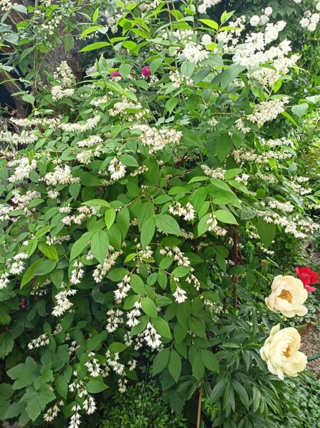  - Grădina 2024 continuare 2