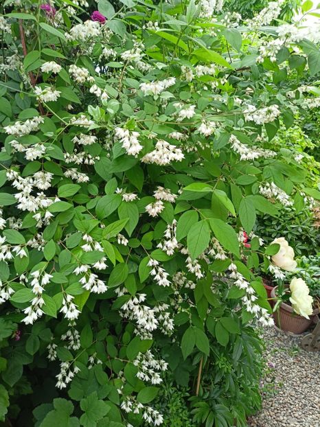  - Grădina 2024 continuare 2