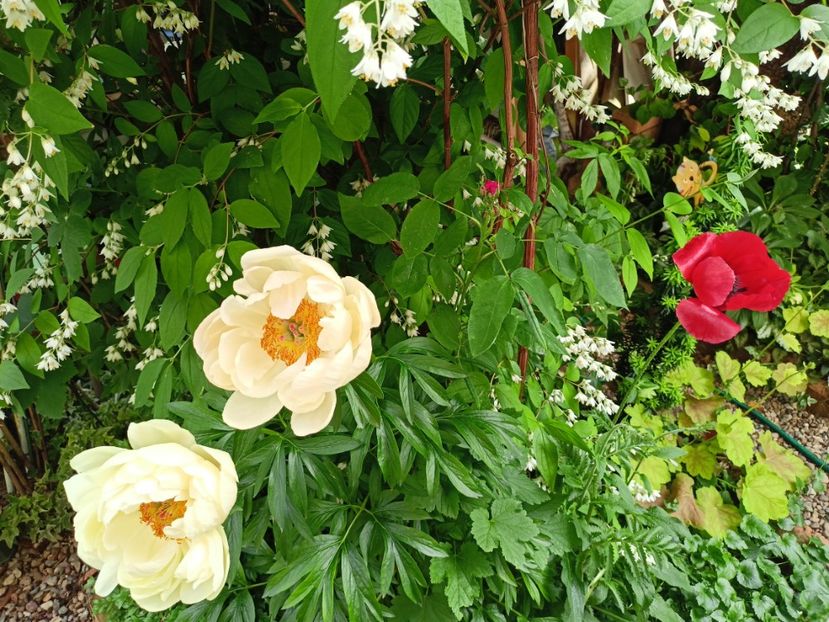  - Grădina 2024 continuare 2