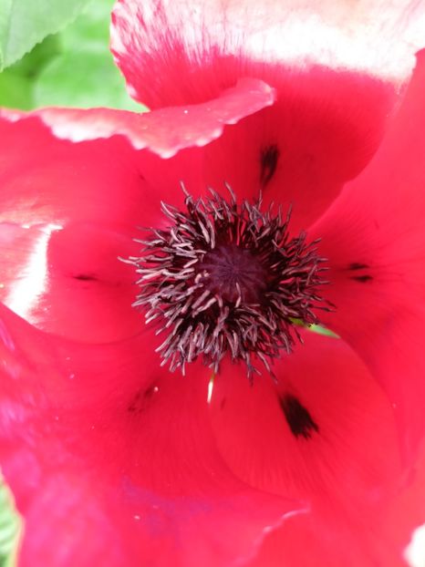  - Grădina 2024 continuare 2