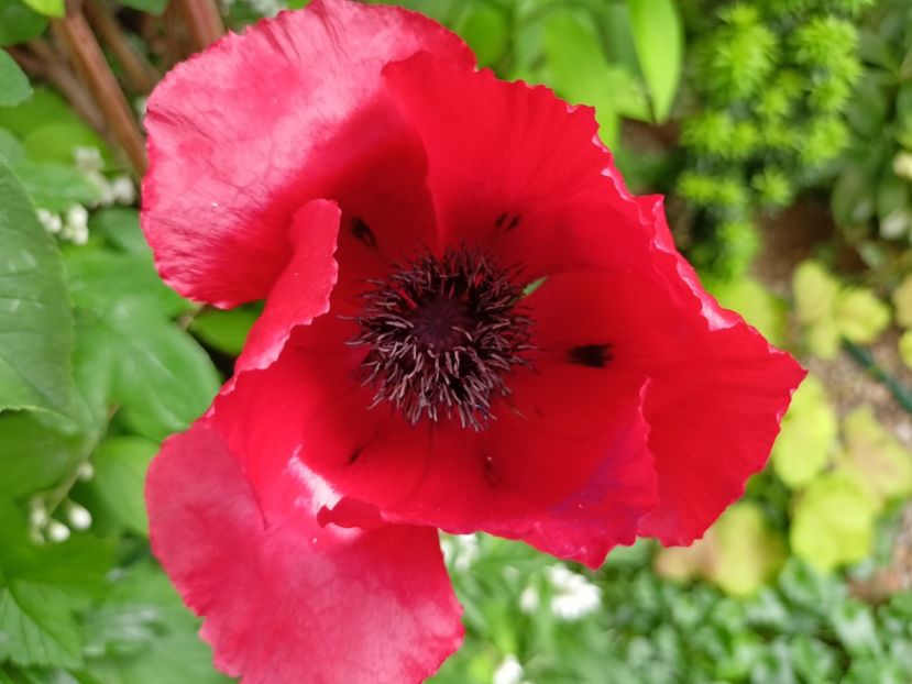  - Grădina 2024 continuare 2