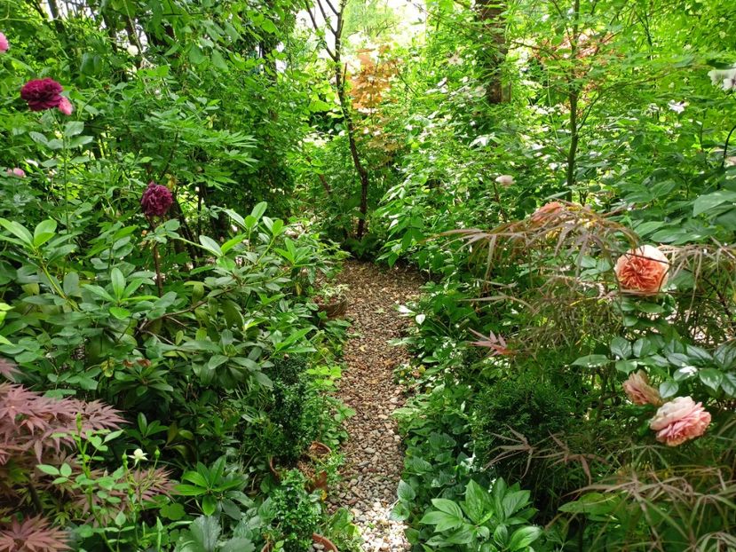  - Grădina 2024 continuare 2