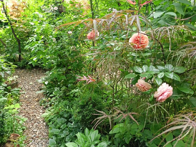 Chippendale - Grădina 2024 continuare 2