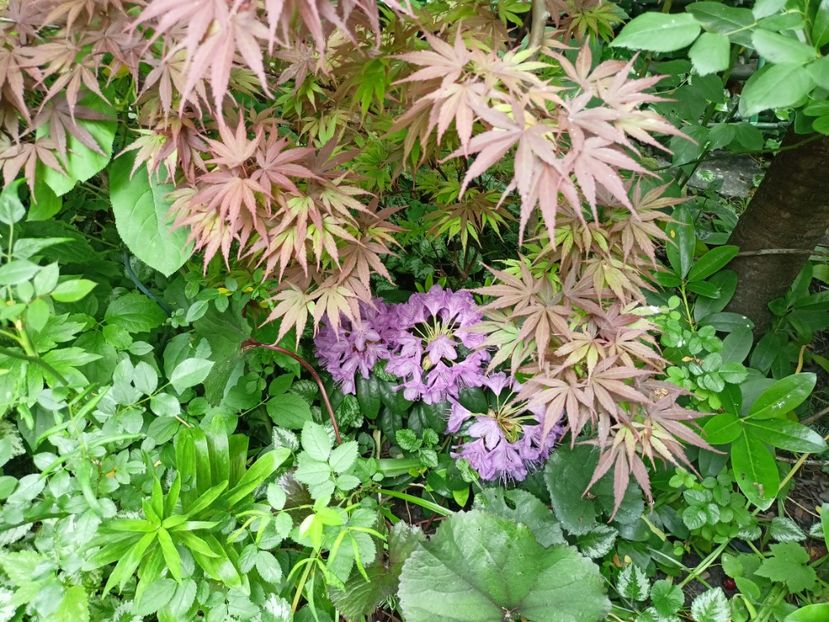  - Grădina 2024 continuare 2