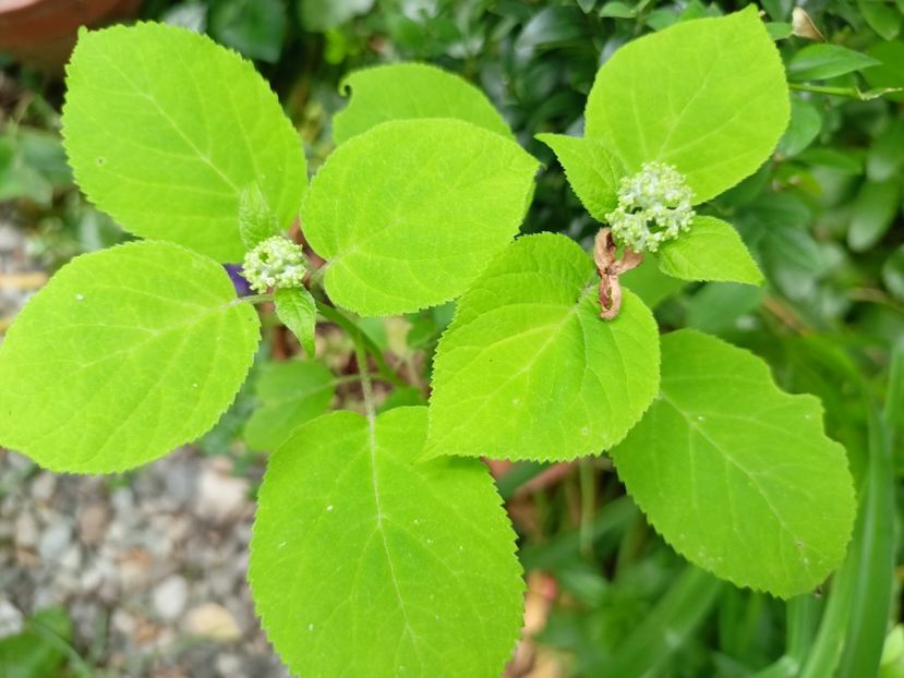 Incrediball - Grădina 2024 continuare 2